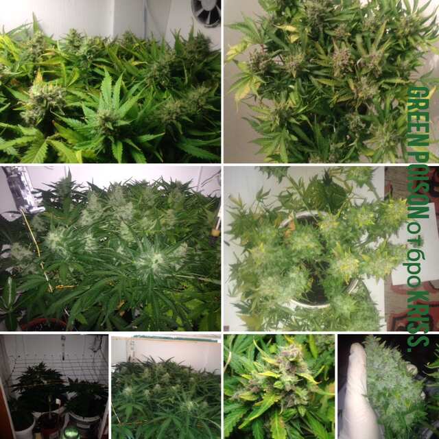 Indoor. Auto fem.