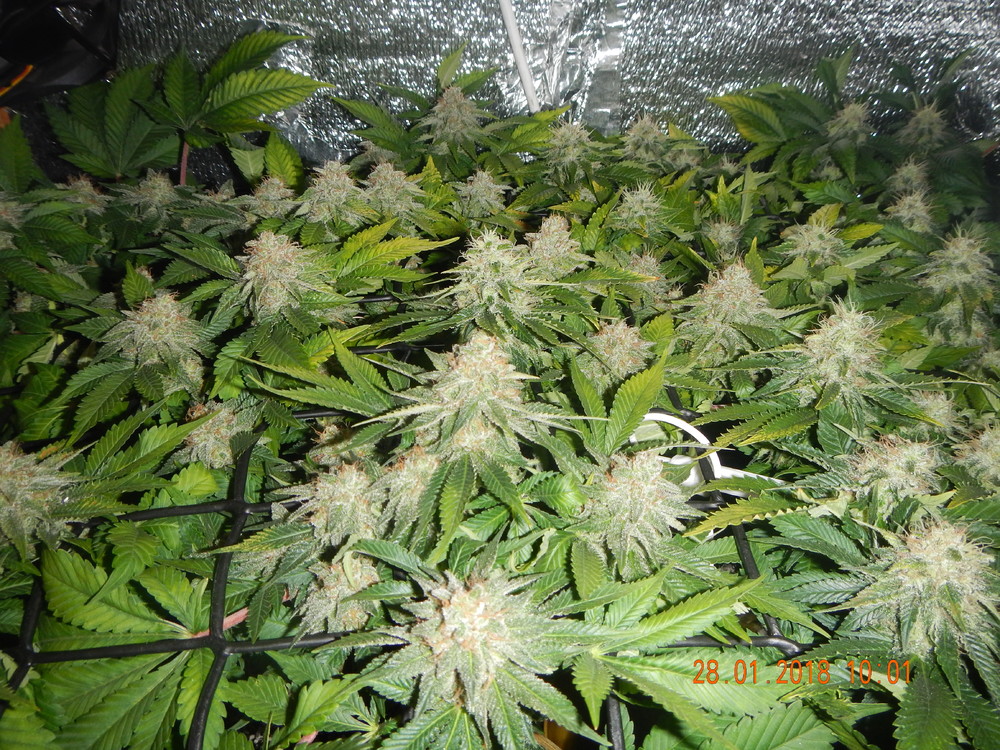 DSCN5465.JPG
