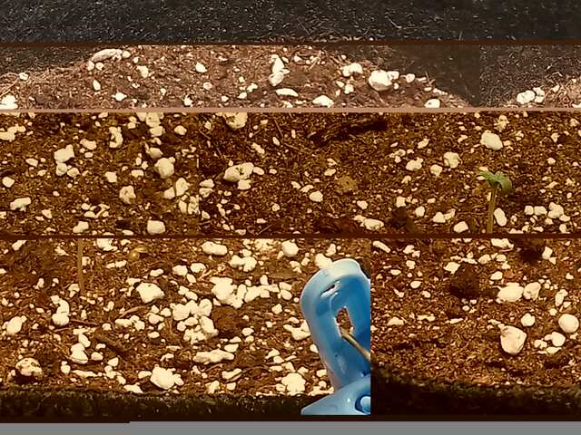 djek,bluematik,kings kush.-DAY 1 START.​​​​​​​