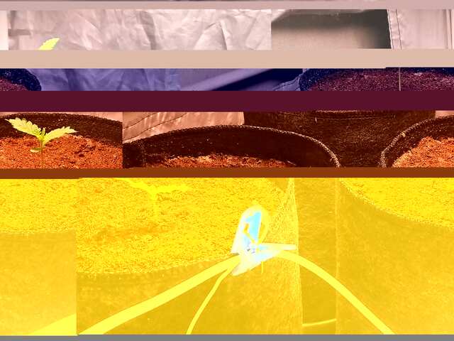 djek,bluematik,kings kush.-DAY 6