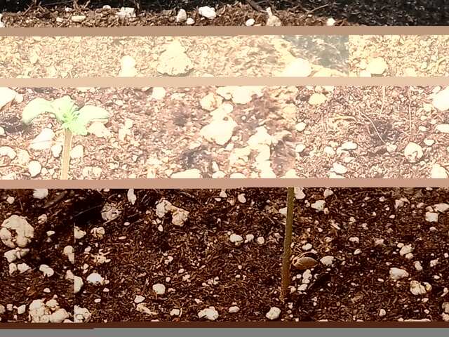 djek her,biomatik,king kush,-DAY 2