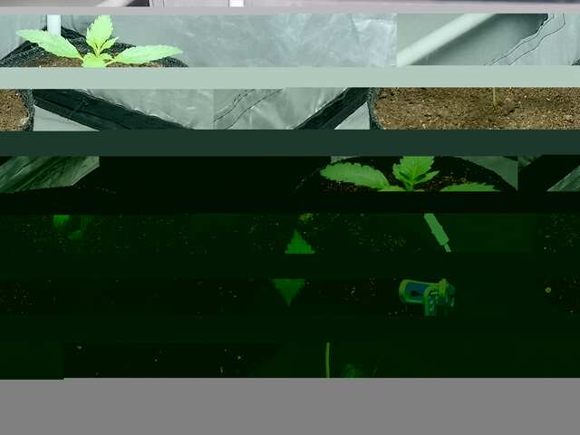 djek,bluematik,kings kush.-DAY 10