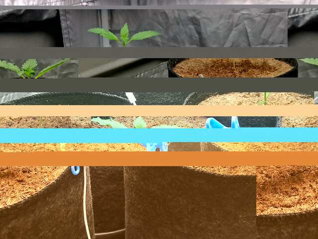 djek,bluematik,kings kush.-DAY 9