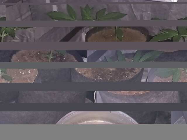 djek,bluematik,kings kush.-DAY 14