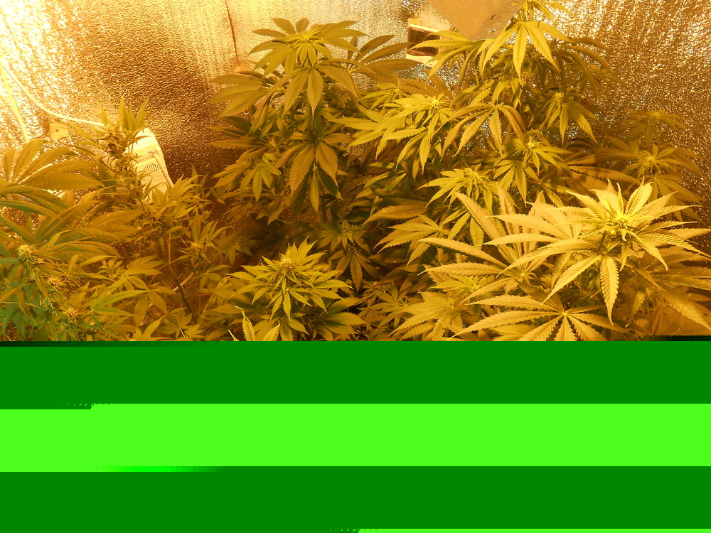 DSCN6423.JPG