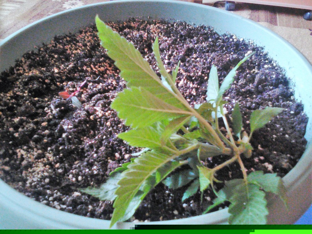 Lenovo_A1000_IMG_20180219_114024.jpg