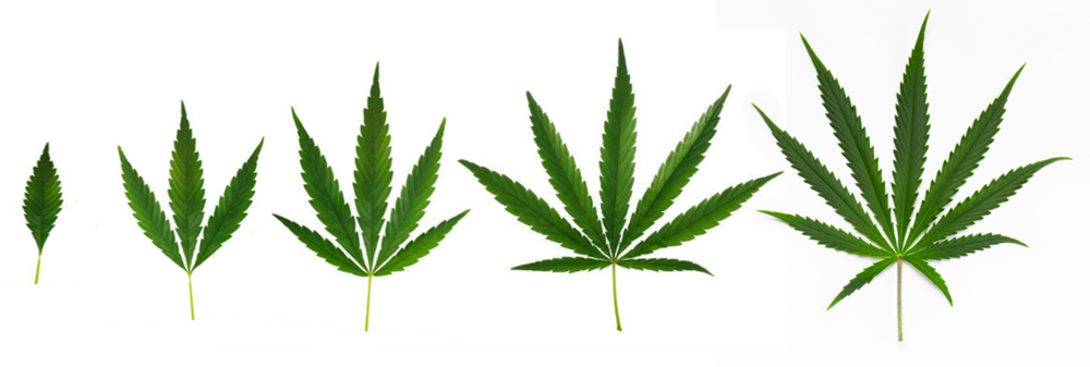 cannabis_leaf.thumb.png.1fdc0185defa84e8d4dcf6a2fc35413a.png