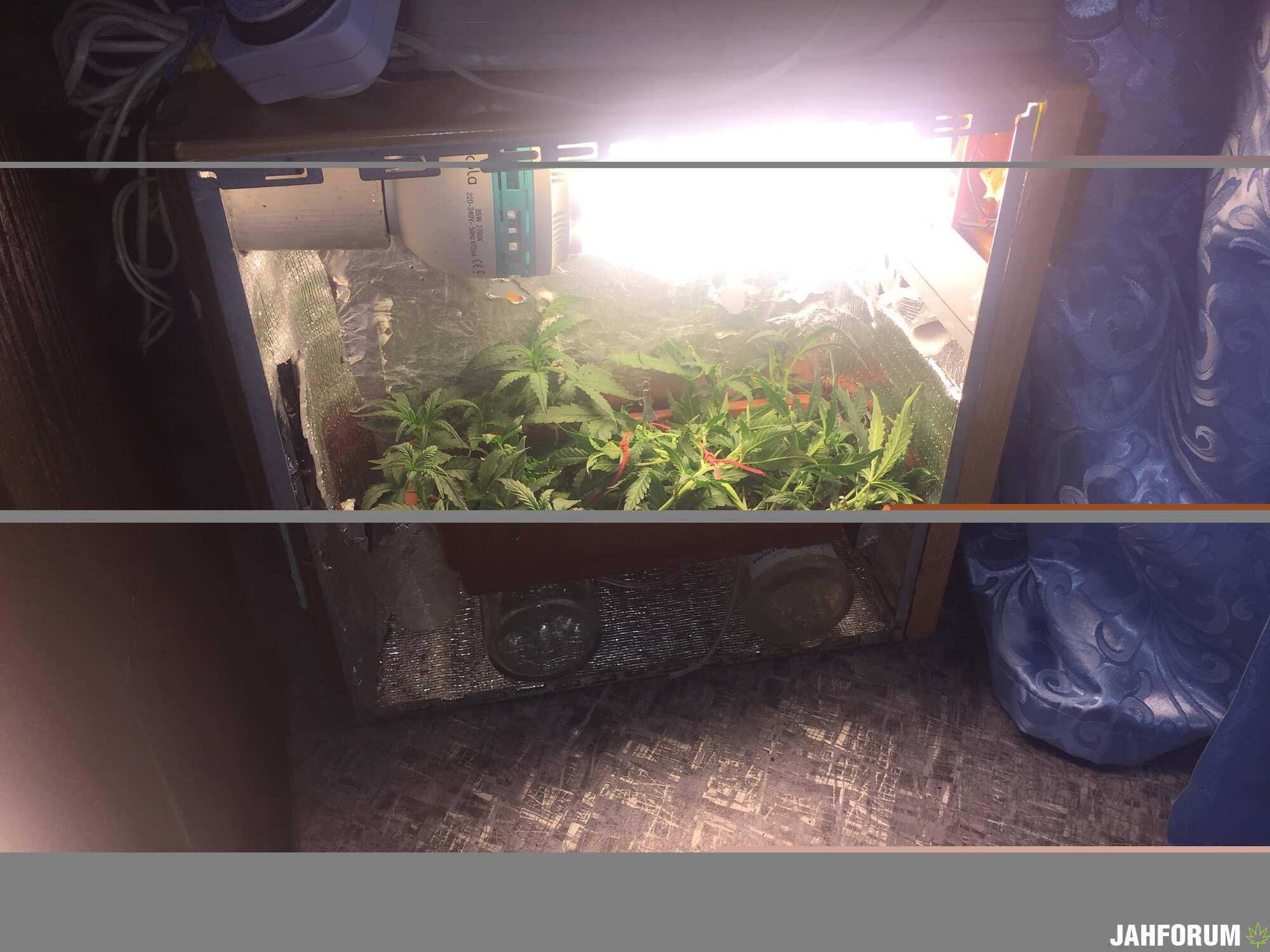 Auto somango (46 дней)