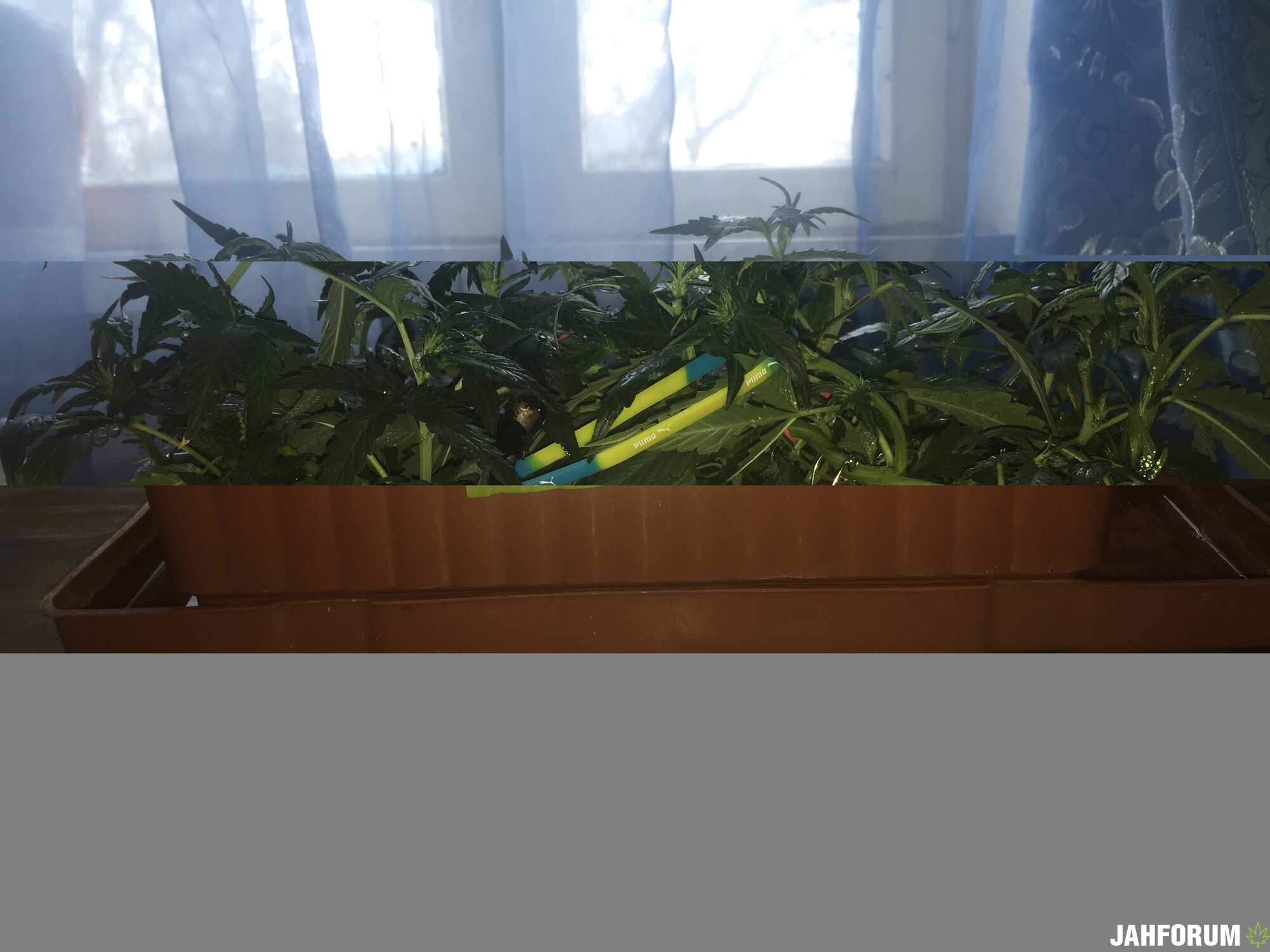 Auto Somango