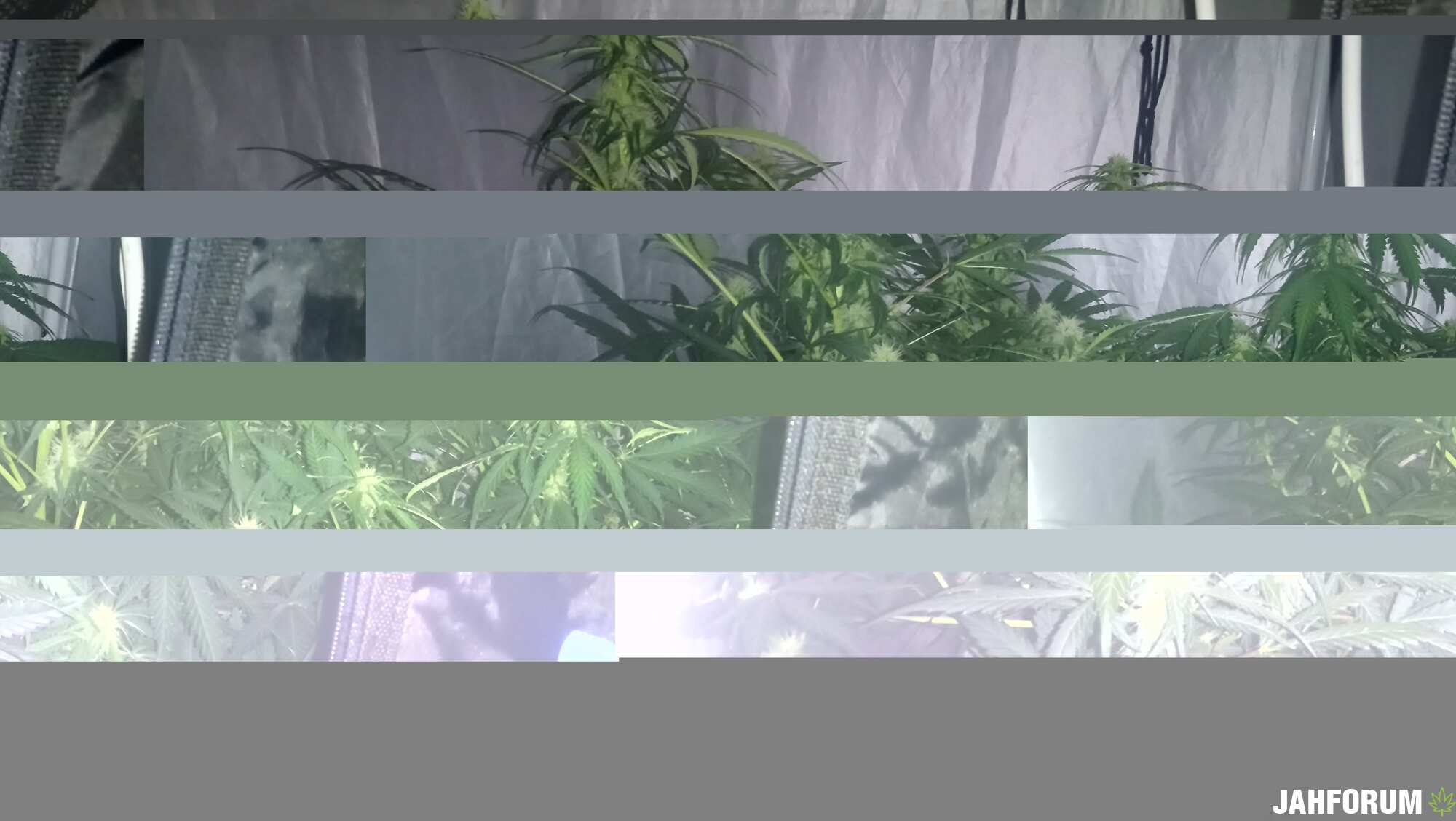 DAY 41 ;KING KUSH ,DJEK HERER, BLUEMATIK