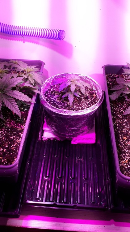 cbd 2.jpg