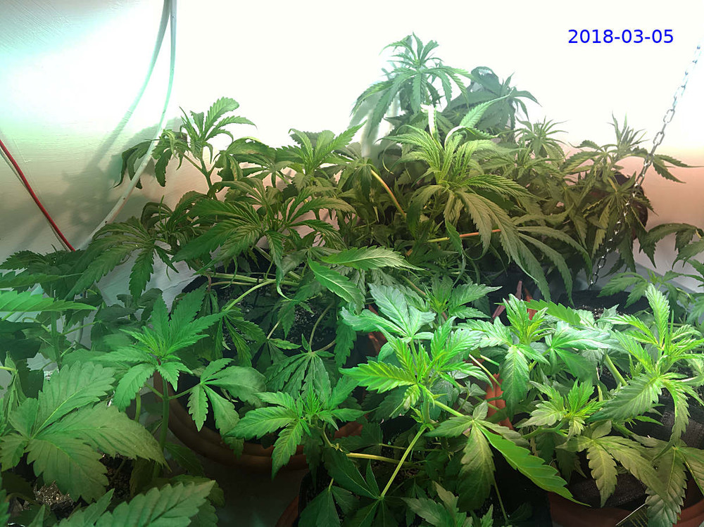 grow20180305.thumb.jpg.1284a4f0875c496e0d1bc397c70812fb.jpg