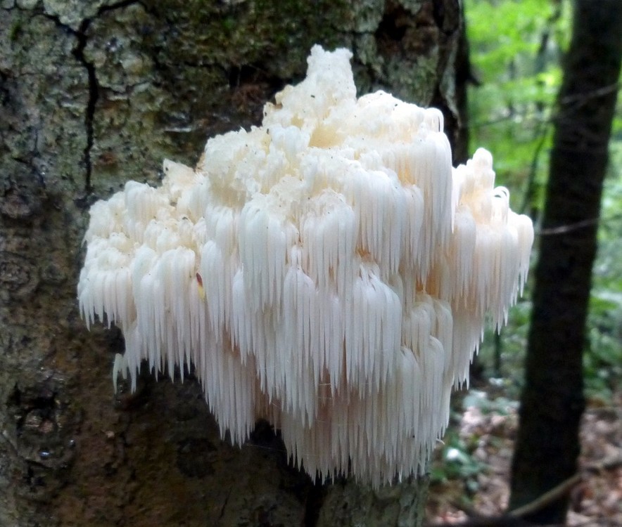 lions-mane.thumb.jpg.e646b6c5eb59b1f035774c3760ce6104.jpg