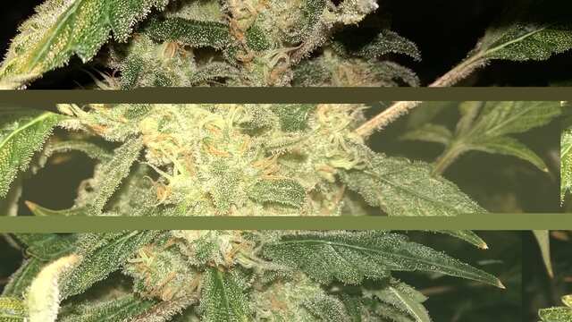 AK-47 Serious Seeds