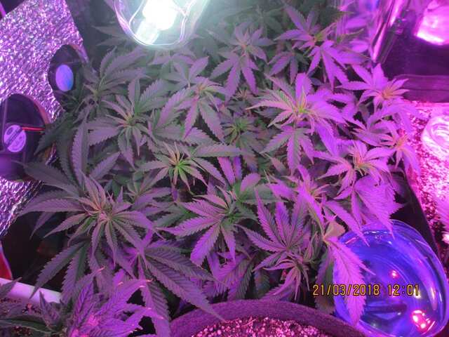 Sugar Black Rose