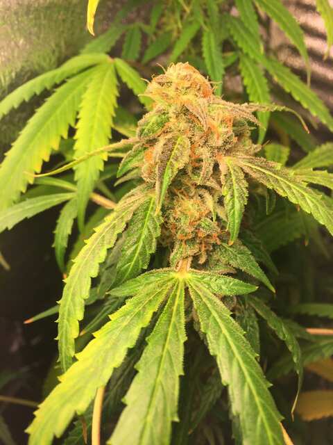 Jack Herer autofem