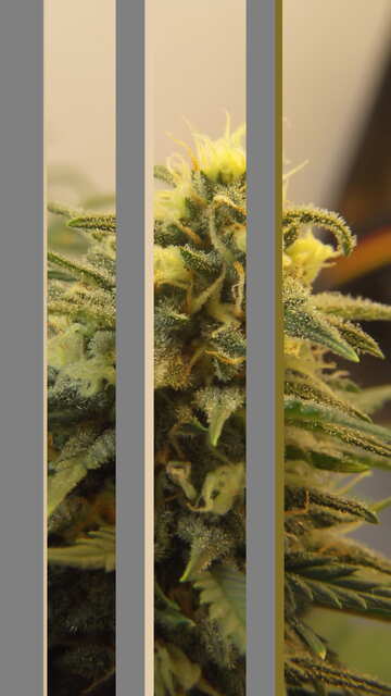 Auto Somango Feminised