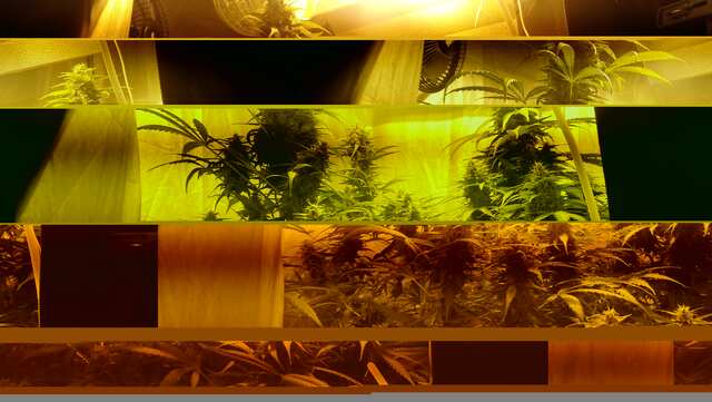 DAY 60 ;KING KUSH ,DJEK HERER, BLUEMATIK
