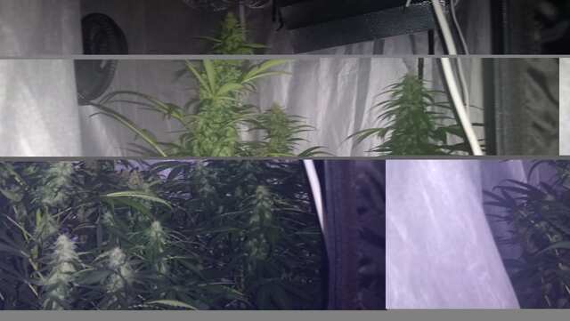 WEEK-7:DJEK,KUSH,BLUEMATIK.