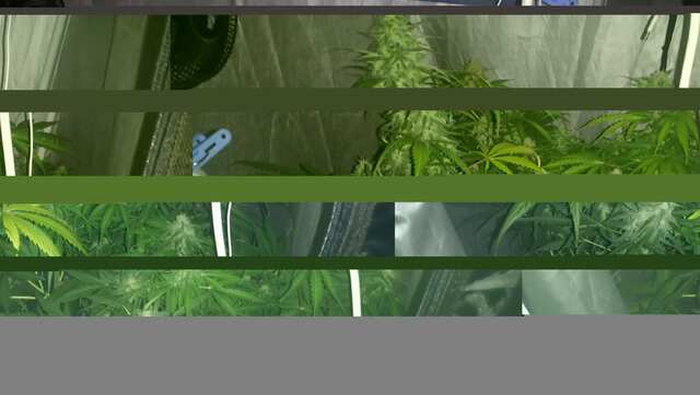 WEEK 8;DJEK,KING KUSH,BLUEMATIK