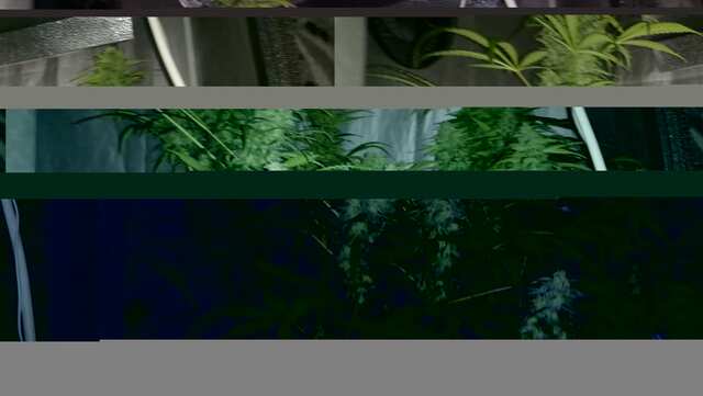 DAY 60 ;KING KUSH ,DJEK HERER, BLUEMATIK