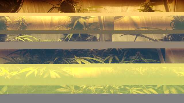 DAY 53 ;KING KUSH ,DJEK HERER, BLUEMATIK
