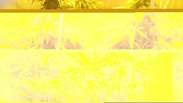 DAY 53 ;KING KUSH ,DJEK HERER, BLUEMATIK