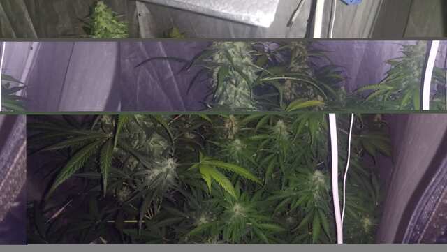 DAY 53 ;KING KUSH ,DJEK HERER, BLUEMATIK