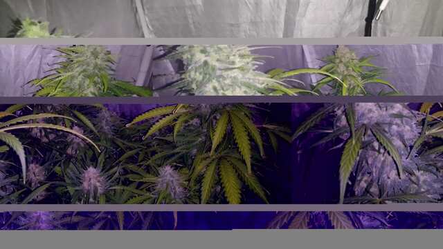 DAY 60 ;KING KUSH ,DJEK HERER, BLUEMATIK