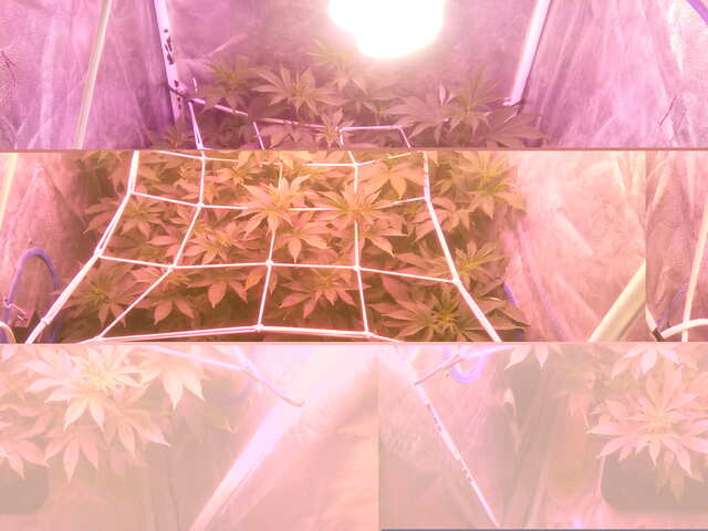 Wembley fem (Pyramid Seeds) Предцвет : День 4