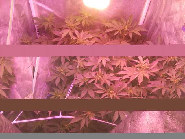 Wembley fem (Pyramid Seeds) 10 дней 12/12