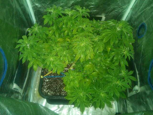 Wembley fem (Pyramid Seeds)