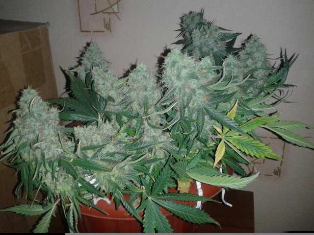 80w esl 80day