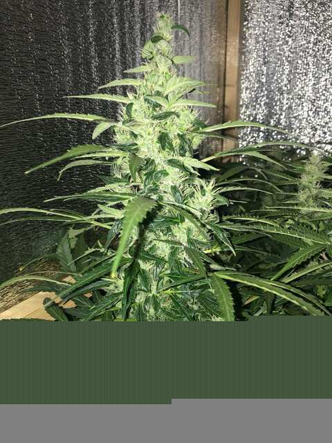 Auto Tutankhamon 53 дня LED