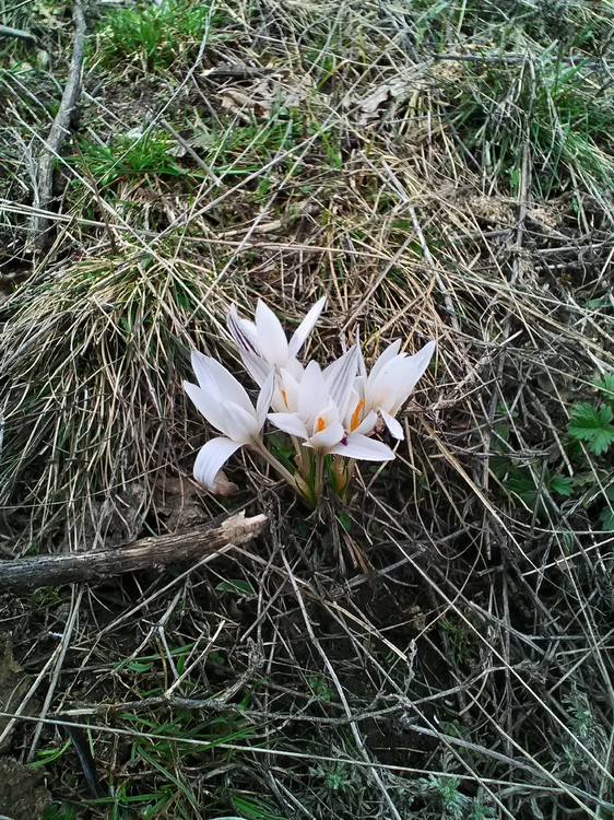 P_20180406_132444_HDR.jpg