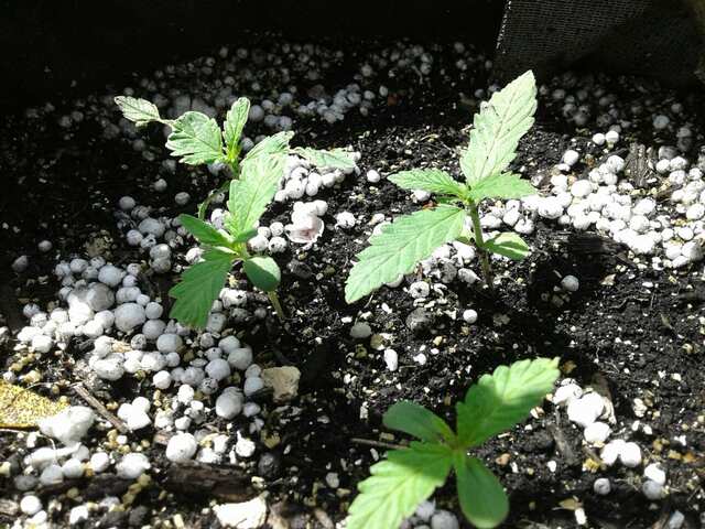 Auto mix reg. Errors Seeds 15 days