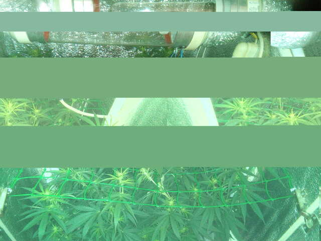 Critical + 2.0 fem (Dinafem Seeds) 9 дней предцвет