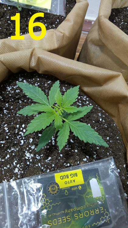 16.05 big bud.jpg