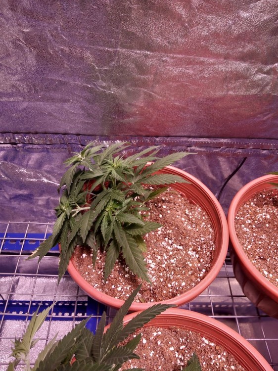 2018-05-06 16.52.10.jpg