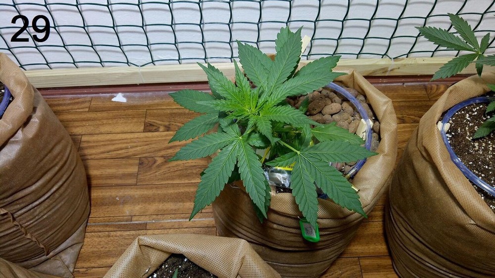 28.05 super skunk.jpg