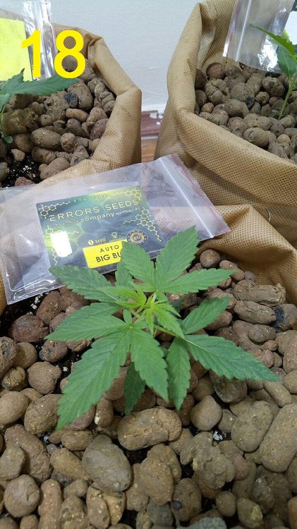 18.05 big bud.jpg