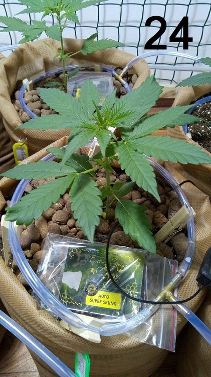 24.05 super skunk.jpg