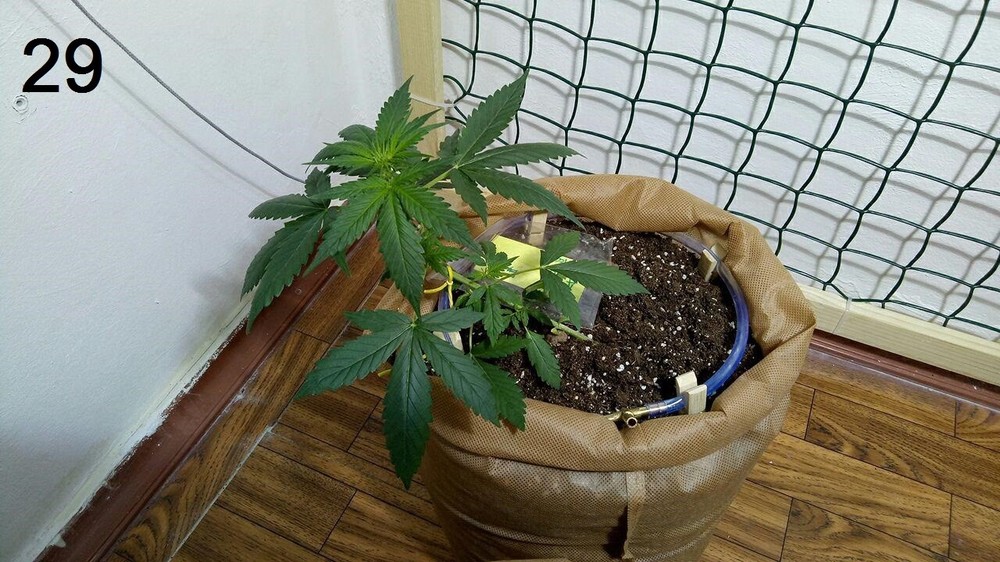 28.05 critical.jpg