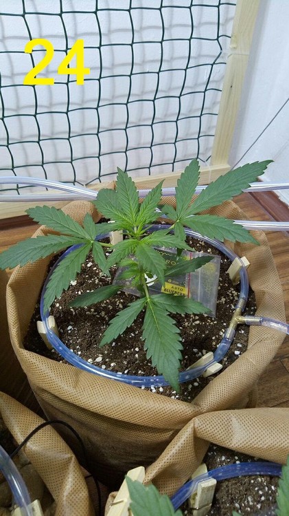 24.05 blueberry.jpg