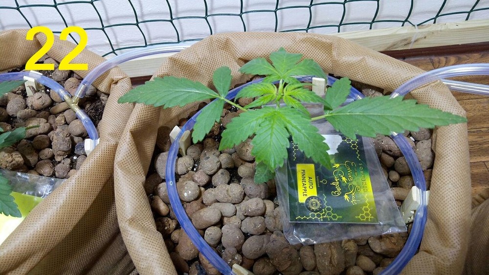 22.05 pinneapple.jpg