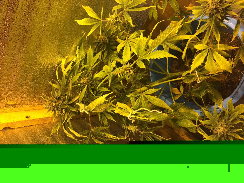 8C6A7098-0756-4E6B-AF8B-0FDD2E5402DB.thumb.jpeg.7ec9898d0a88544bb1eb260262211961.jpeg