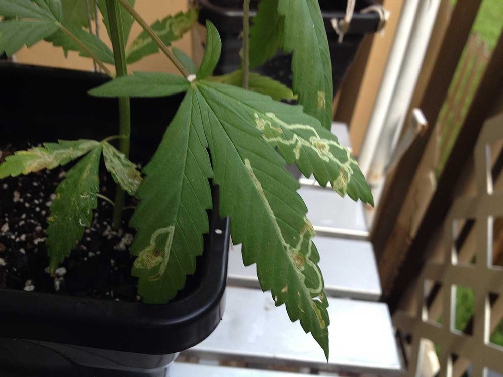 leaf-miner-marks-on-cannabis-leaf.jpg