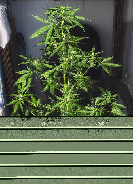 Chemdawg Auto от Errors-seeds.jpg