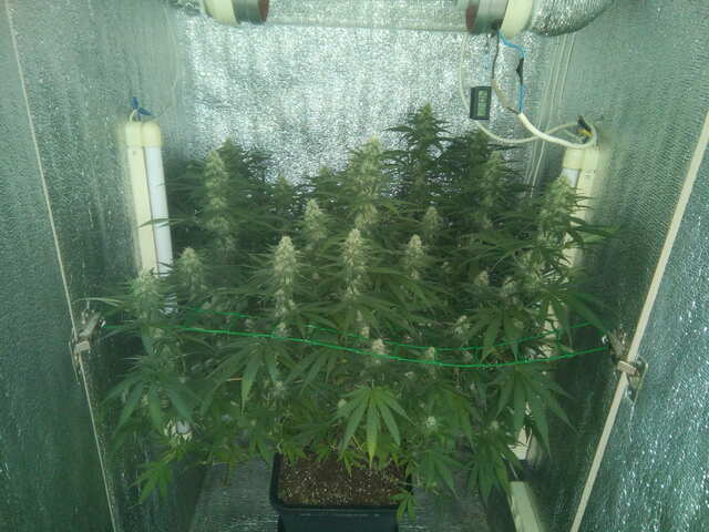 Critical + 2.0 fem (Dinafem Seeds)