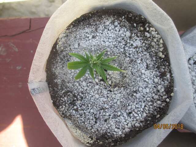 клон с Sugar Black Rosе (выживший)